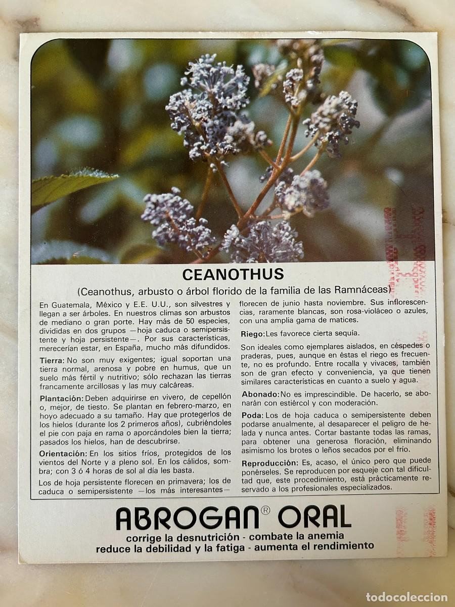 Postales: CEANOTHUS - FICHA COLECCIONABLE CON PUBLICIDAD DE ABROGAN ORAL DE LABORATORIOS MADE 1977