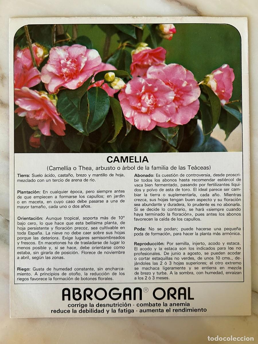 Postales: CAMELIA - FICHA COLECCIONABLE CON PUBLICIDAD DE ABROGAN ORAL DE LABORATORIOS MADE 1977
