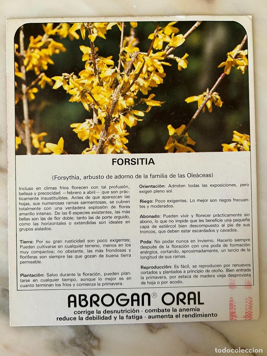 Postales: FORSITIA - FICHA COLECCIONABLE CON PUBLICIDAD DE ABROGAN ORAL DE LABORATORIOS MADE 1977