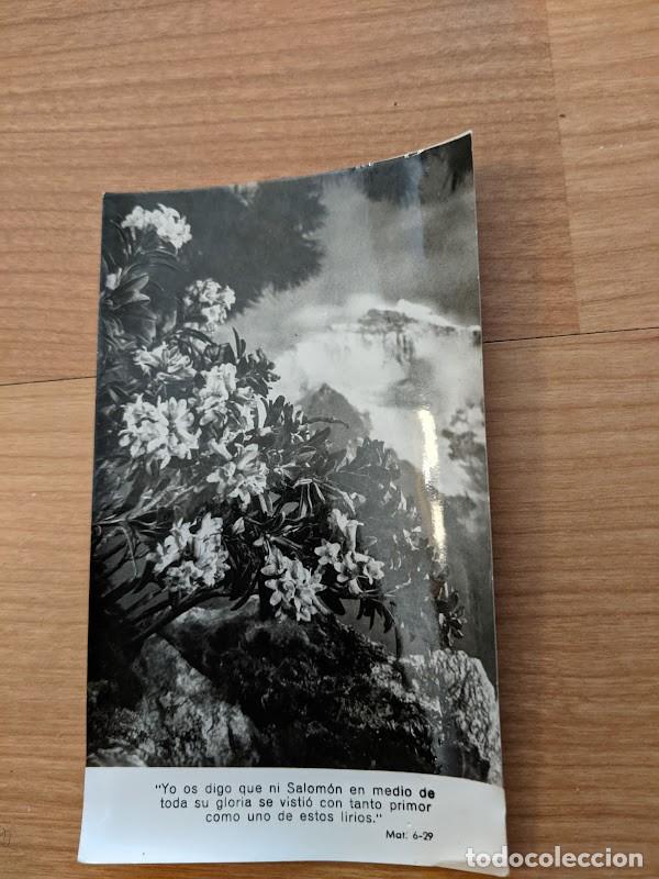 Postales: IMAGEN DE LIRIOS - Foto 1