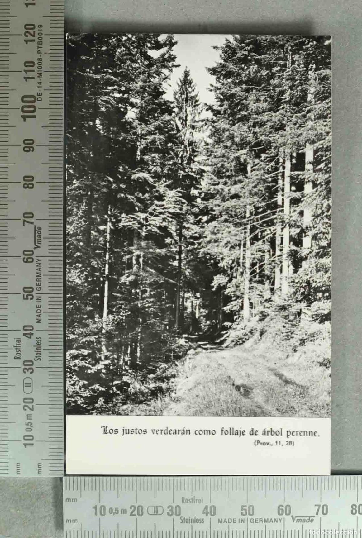 Postales: ESTAMPA. Los justos verdear&aacute;n como follaje de &aacute;rbol perenne