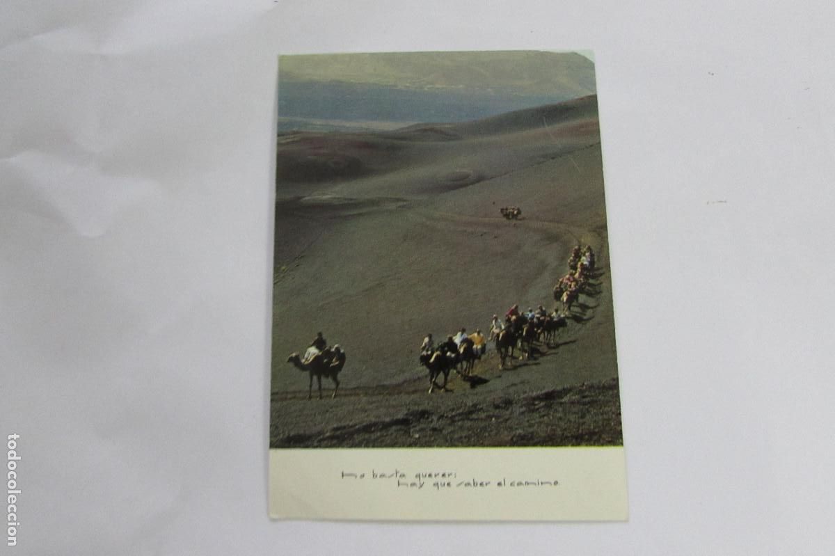 Postales: TARJETA AFA 543 CAMELLOS