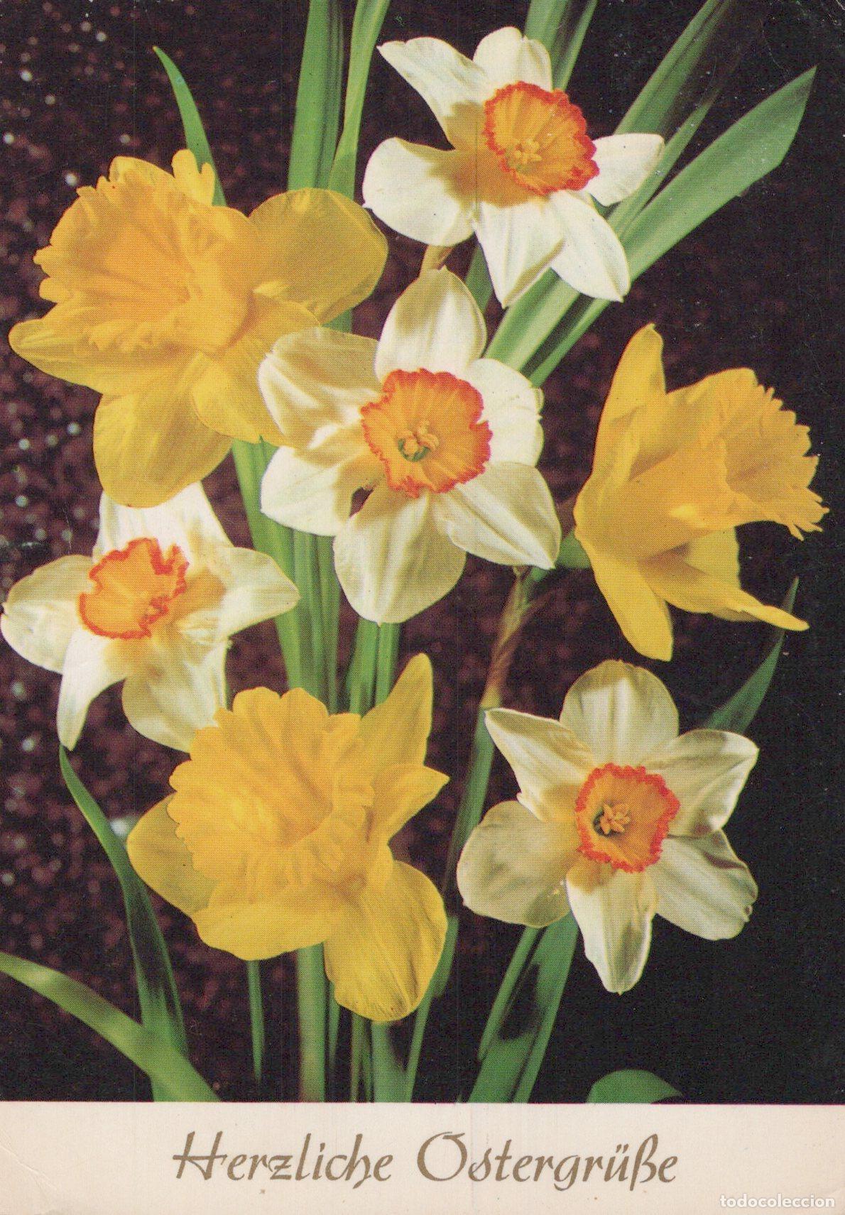 Postales: Easter Greetings Daffodils Flowers Floral *YAS498