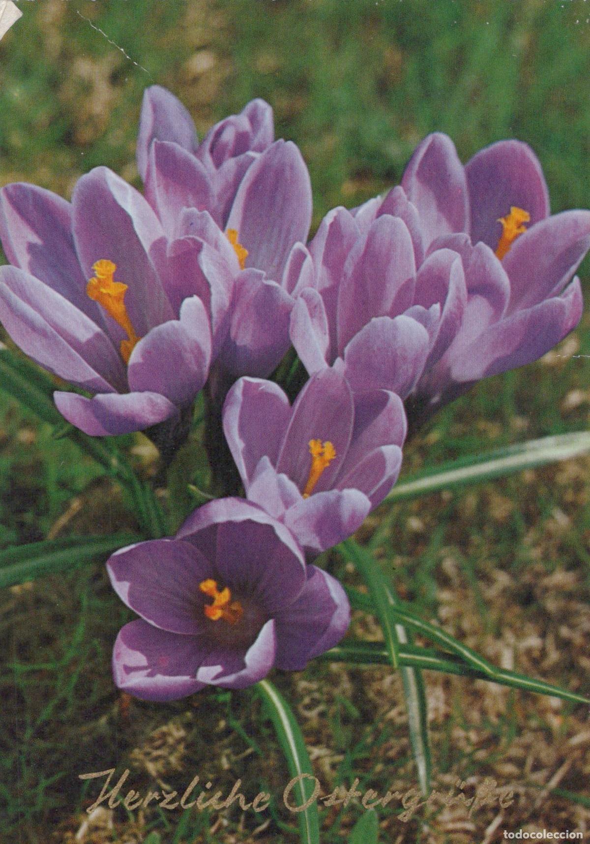 Postales: Germany Berlin Purple Crocus Flowers Herzliche Ostergr&uuml;&szlig;e Easter *YAS533
