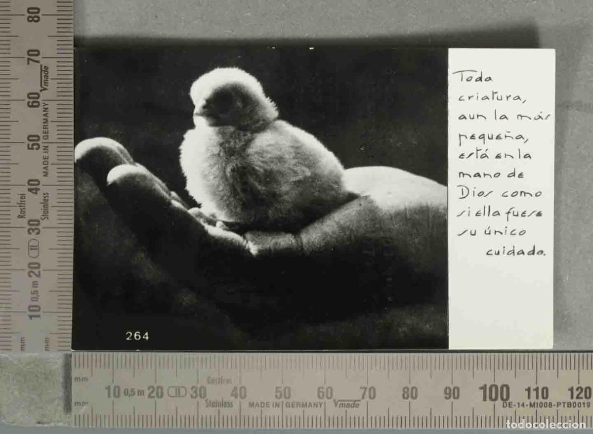 Postcards: ESTAMPA. TODA CRIATURA AUN LA MAS PEQUE&Ntilde;A ESTA EN LA MANO