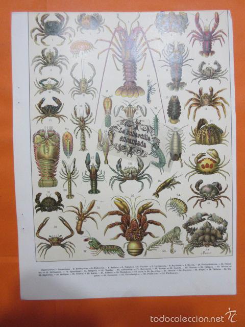 Postales: LAMINA - LOS CRUSTACEOS - Foto 1