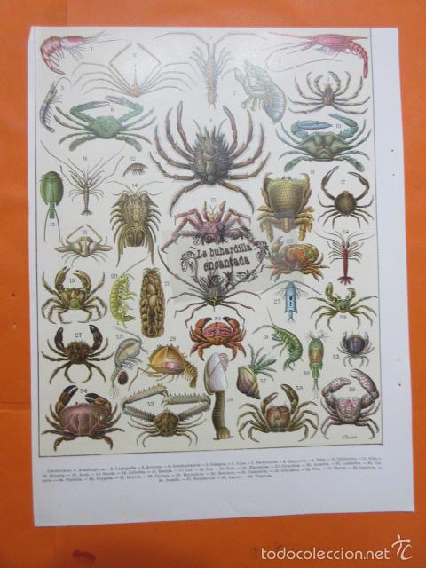 Postales: LAMINA - LOS CRUSTACEOS - Foto 2