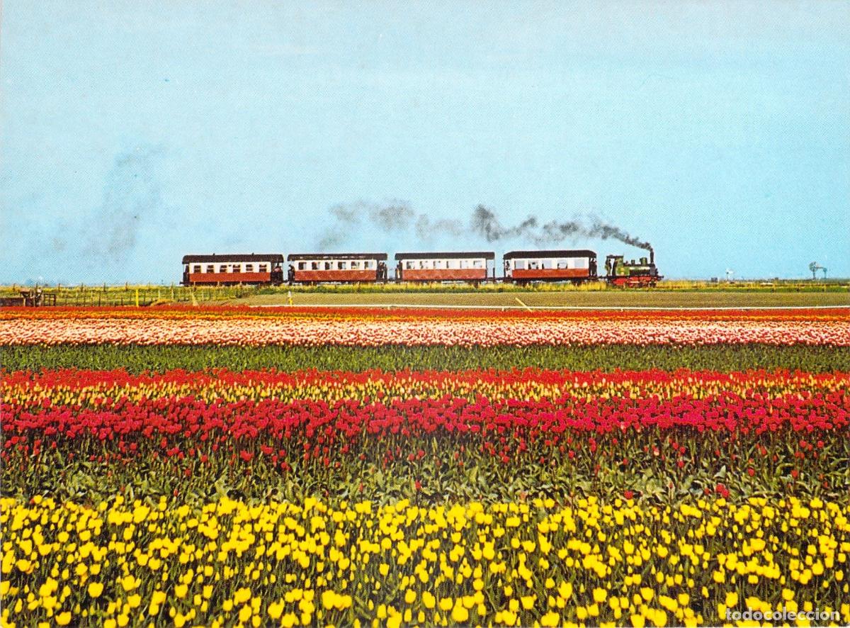 Postales: Postal Tren de Vapor Hoorn-Medemblik y Campos de Tulipanes en Twisk