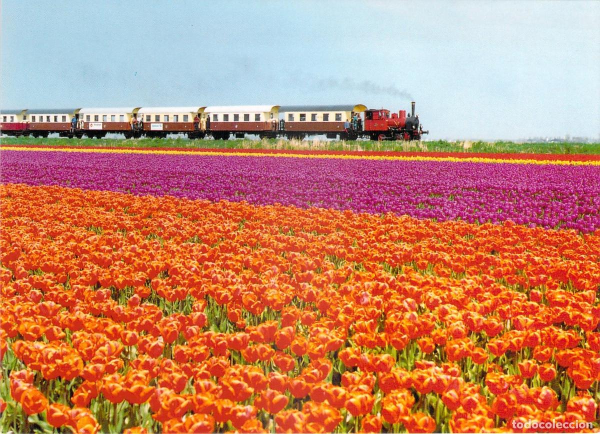 Cartoline: Postal de Tren de Vapor en Campos de Tulipanes, Hoorn, Pa&iacute;ses Bajos