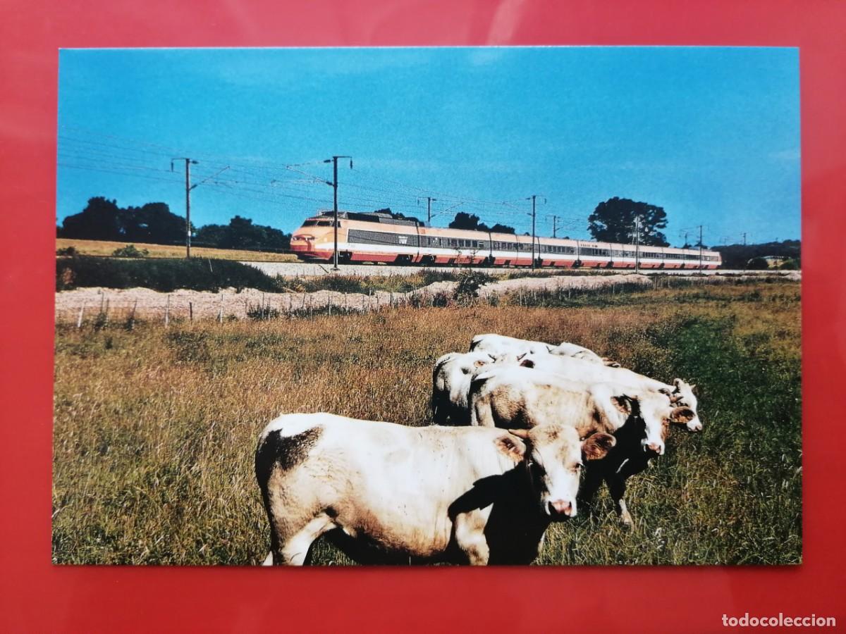 Cartoline: POSTAL 19689 NUEVA-FRANCIA LE PETIT CHEMINOT -526 LIERNAIS TREN TGV PSE &ndash;VACAS FAUNA