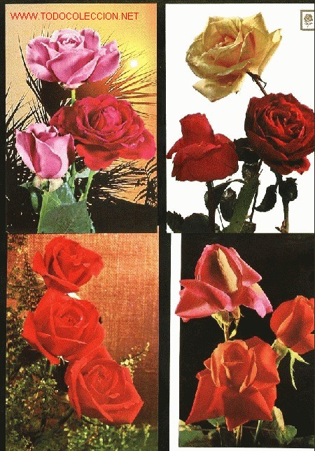 Postales: 4 postales- flores - Foto 1