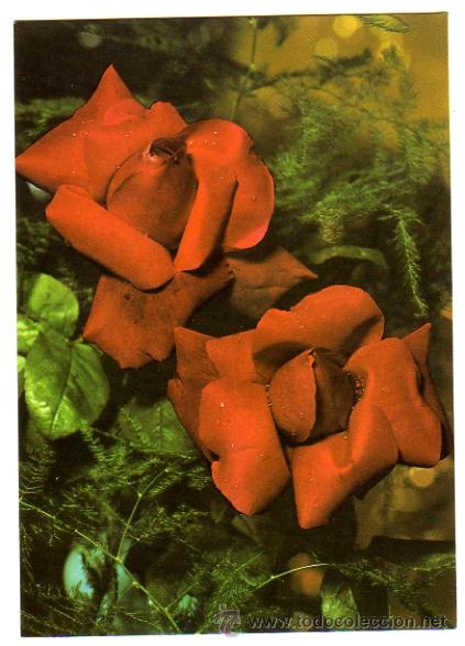 Cartoline: TARJETA POSTAL (FLORES), COLECCI&Oacute;N PERLA 319/2.