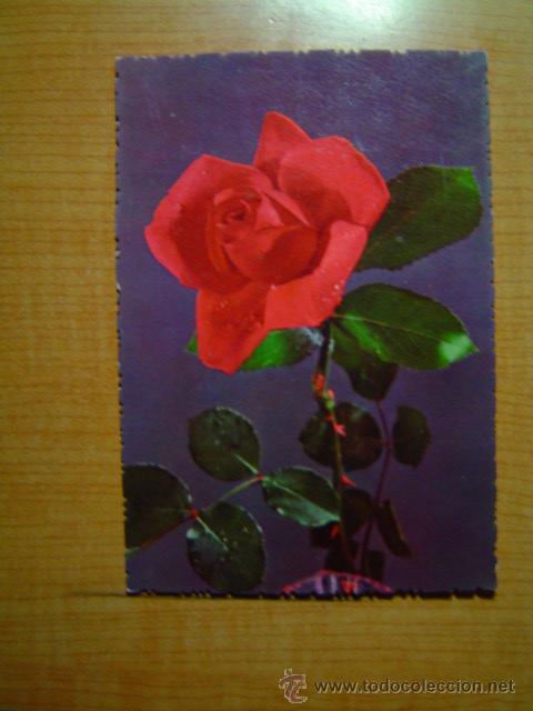 Postales: POSTAL ROSA SIN CIRCULAR - Foto 1