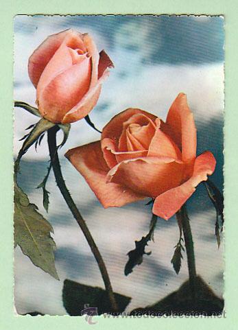 Postales: rosas (a&ntilde;o 1963) - Foto 1
