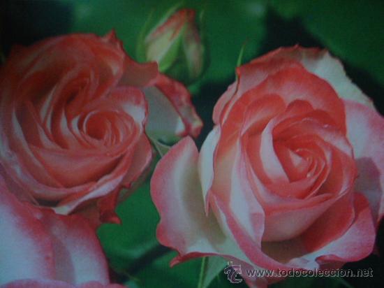 Postais: BONITA POSTAL FLORES, ROSAS