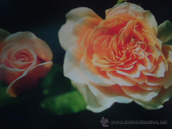 Postais: BONITA POSTAL FLORES, ROSAS