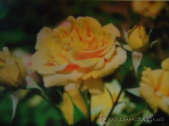 Postais: BONITA POSTAL FLORES, ROSAS