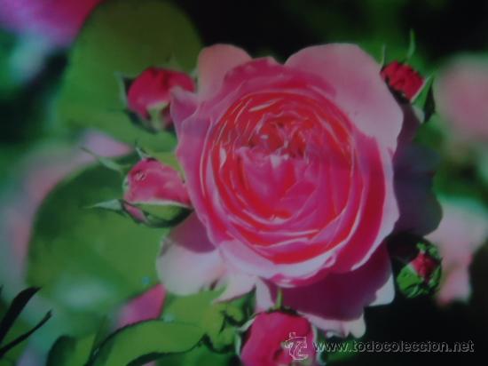 Postais: BONITA POSTAL FLORES, ROSAS