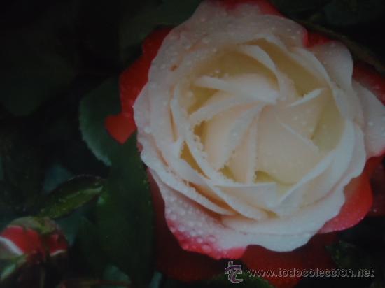 Postcards: BONITA POSTAL FLORES, ROSAS