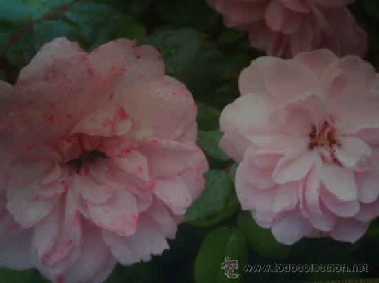 Postais: BONITA POSTAL FLORES, ROSAS
