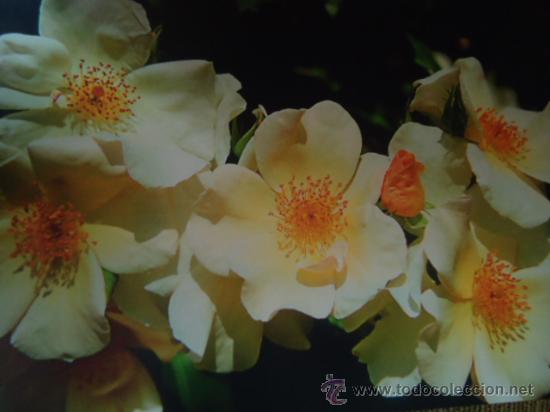 BONITA POSTAL TARGETA  FLORES, ROSAS