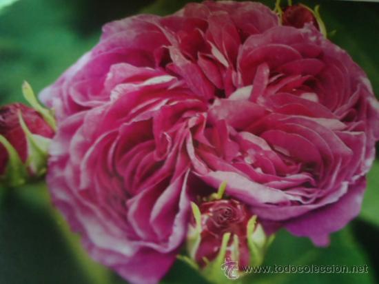 BONITA POSTAL TARGETA  FLORES, ROSAS