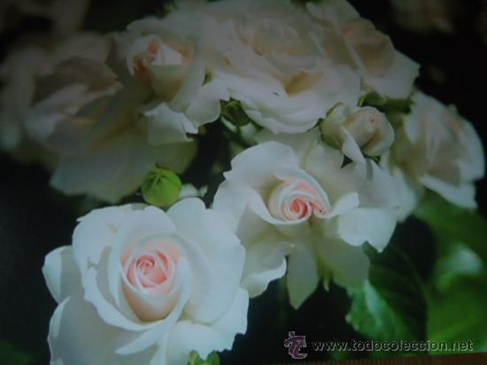 Postkarten: BONITA POSTAL TARGETA  FLORES, ROSAS