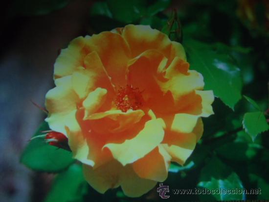 BONITA POSTAL TARGETA   FLORES, ROSAS