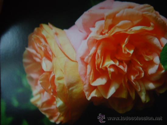 Postais: BONITA POSTAL TARGETA FLORES, ROSAS