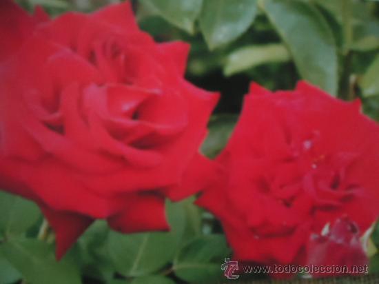BONITA TARGETA  POSTAL FLORES, ROSAS
