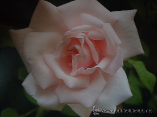 Cartes Postales: BONITA TARGETA  POSTAL FLORES, ROSAS