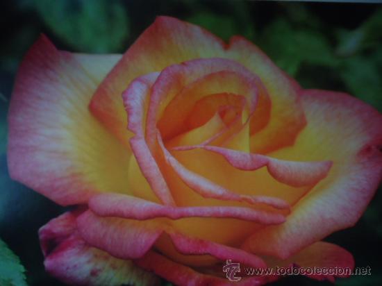 BONITA POSTAL TARGETA FLORES, ROSAS