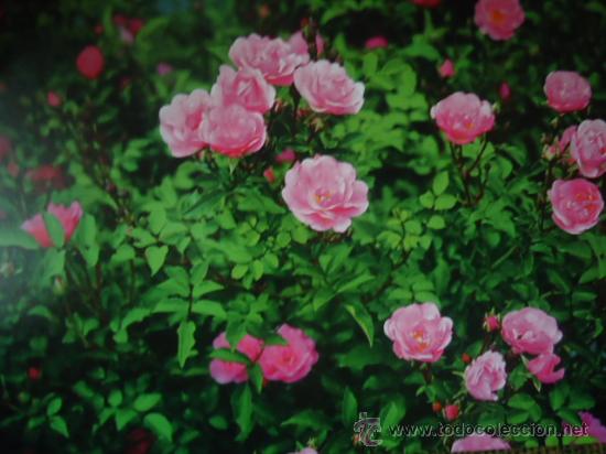 BONITA POSTAL TARGETA FLORES, ROSAS
