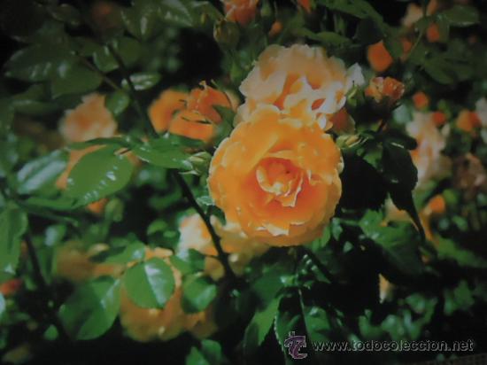 BONITA POSTAL TARGETA FLORES, ROSAS