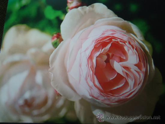 BONITA POSTAL TARGETA FLORES, ROSAS 