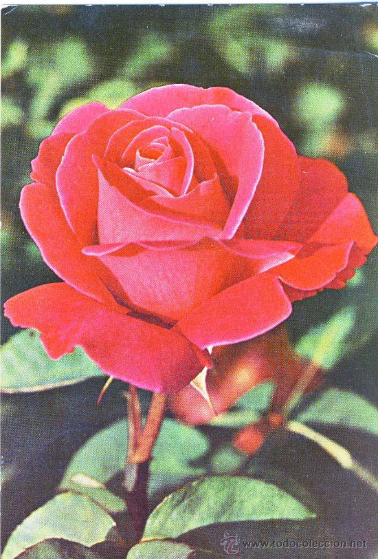 Postales: ROSA - Foto 1