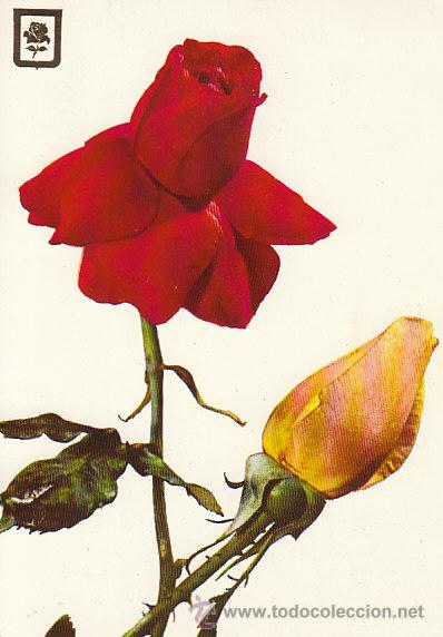 Postales: Rosas - Foto 1