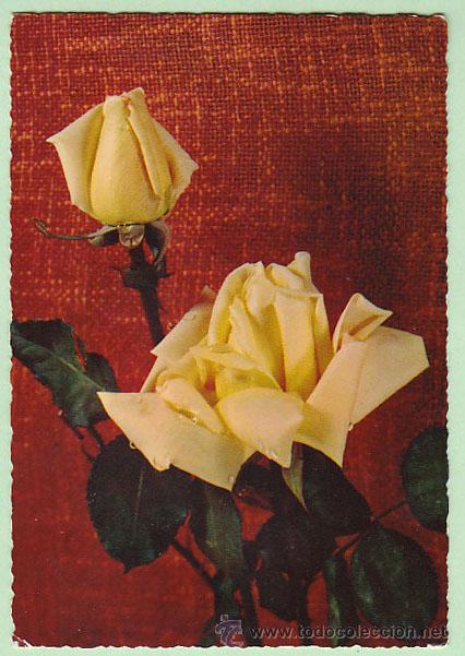 Postales: Rosas - Foto 1