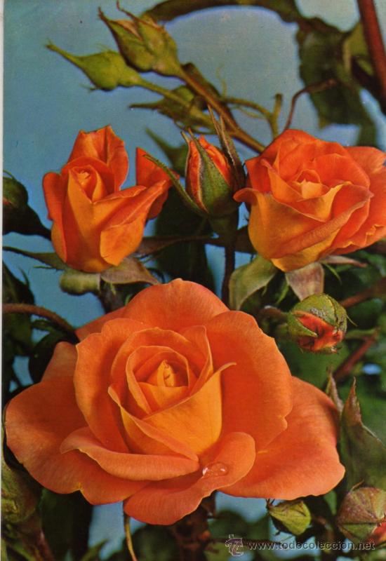 Postales: FLORES POSTALES VIKINGO ESCRITA CIRCULADA SELLOS