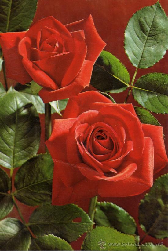 Postales: BONITAS ROSAS POSTALES VIKINGO ESCRITA CIRCULADA SELLOS