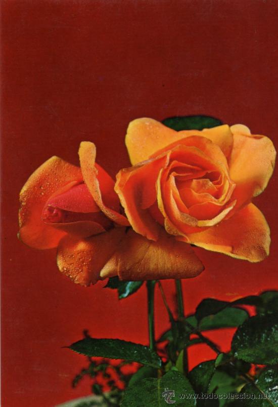 Postales: PAR DE ROSAS POSTALES VIKINGO ESCRITA CIRCULADA SELLO