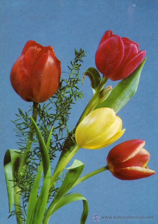 Postais: POSTAL FLORES TULIPANES N&ordm; 9 ESCRITA CIRCULADA SELLO EDICIONES BERGAS