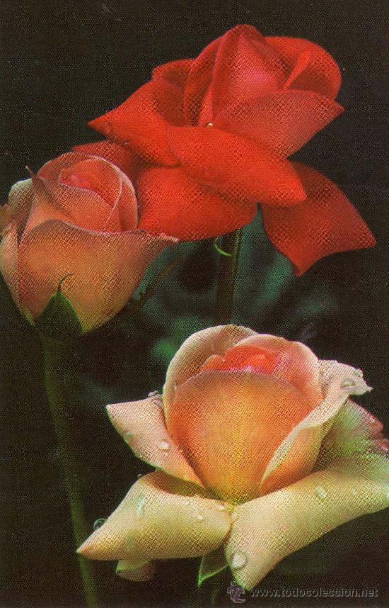 Postcards: postAL FLORES ESCRITA CIRCULADA SELLO EDICIONES CYZ 7686/27-D