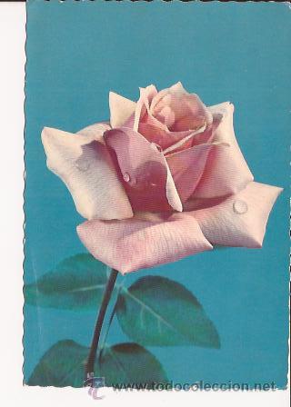 Postales: POSTAL DE FLORES - Foto 1