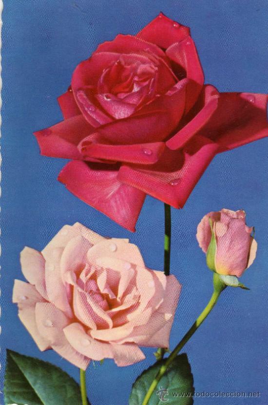 Postais: POSTAL FLORES EDICIONES CYZ 6291