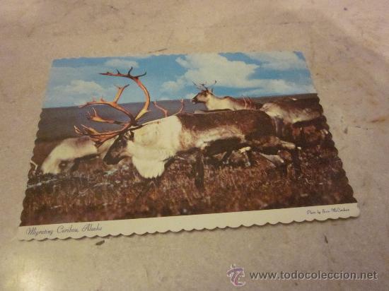 Postales: POSTAL MIGRATING CARIBOU ALASKA