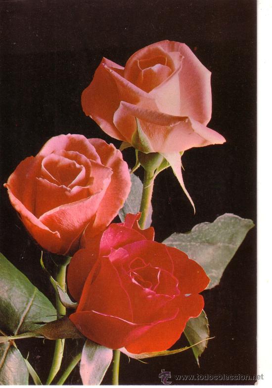 Postkarten: POSTAL N&ordm; 5199 FLORES