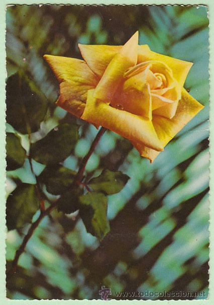 Postales: Rosa (flores) - Foto 1