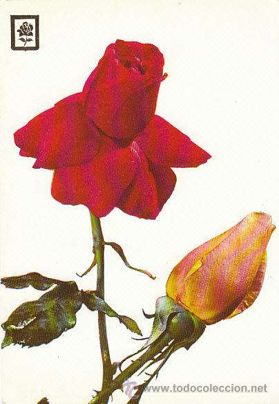 Postales: Rosas - Foto 1