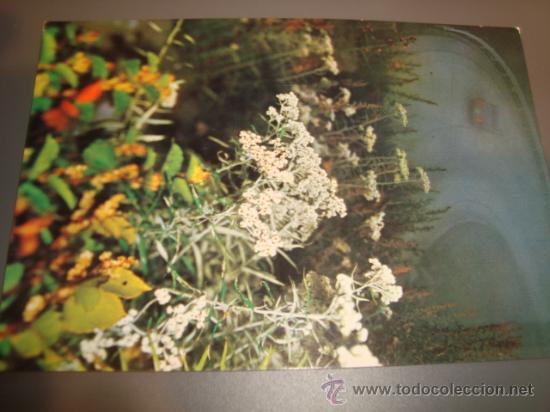 Cartes Postales: postal